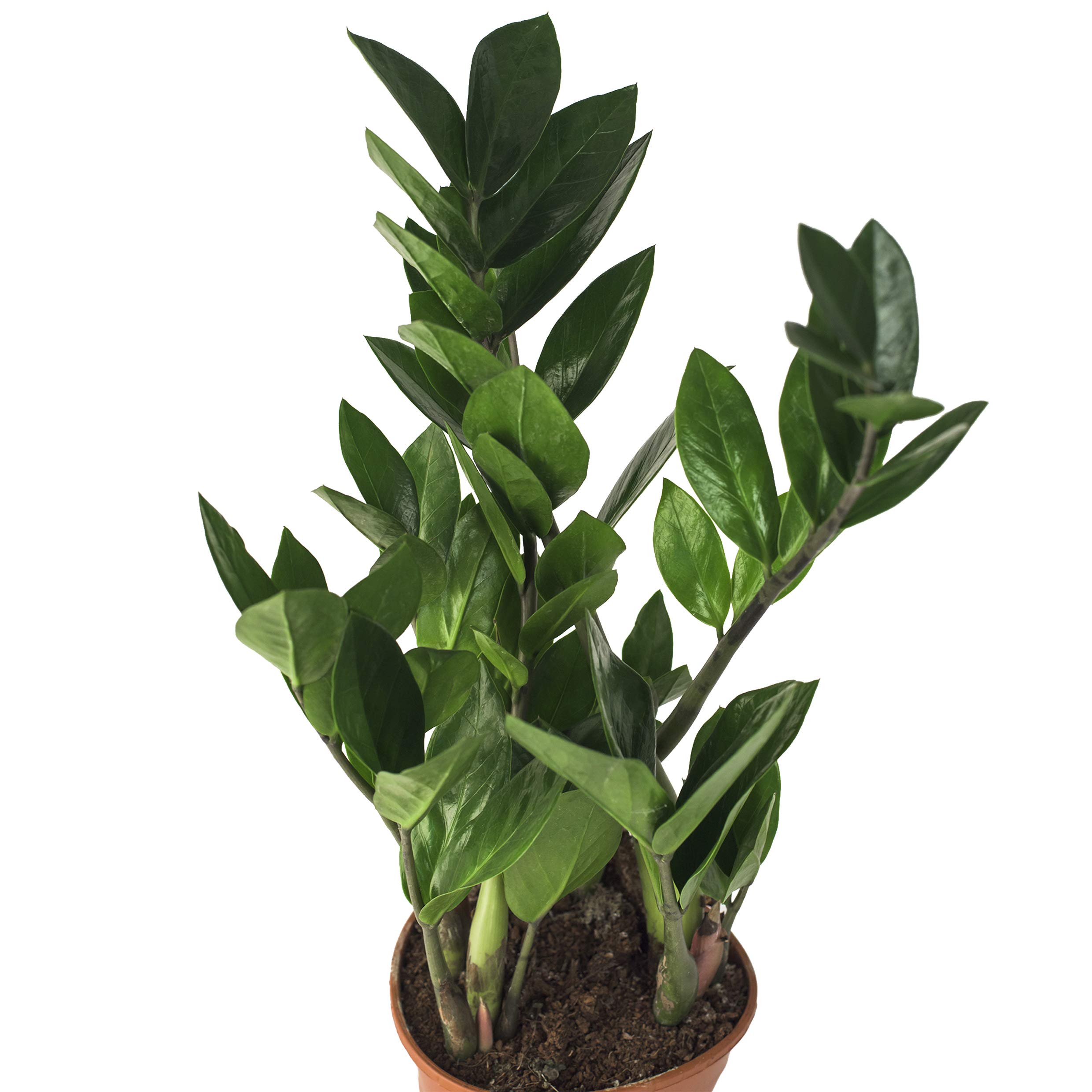 Zimmerpflanzen Set - 3 Mix - Zamiocoulca, Sansevieria, Aloe Vera - natürliche Deko und Luftverbesserung im Blumentopf - toller Mix aus Tropischen und Orientalischen Pflanzen (SET 12)