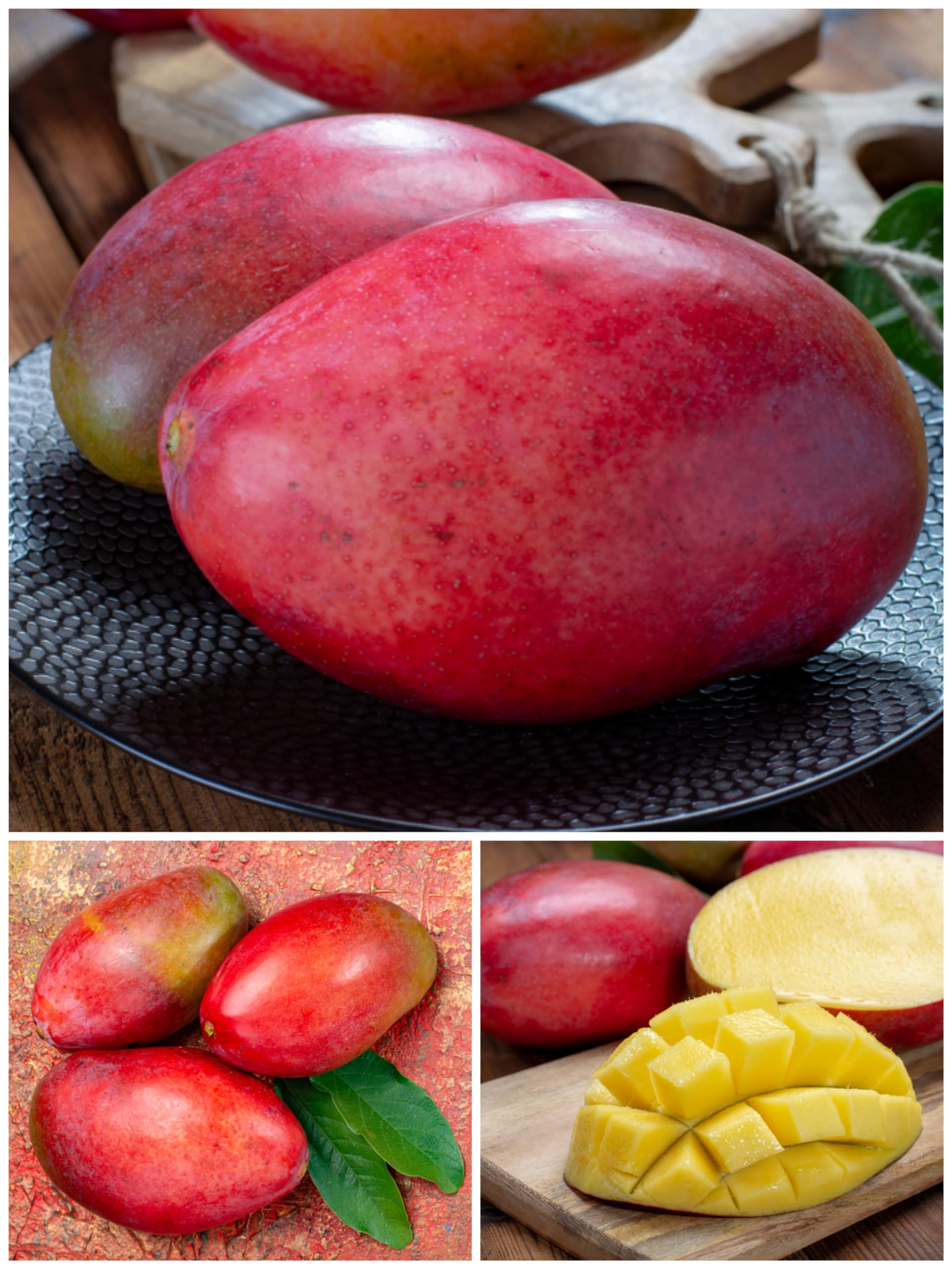 Tommy Atkins Mango Grafted Plant - Hybrid Live Fruit Plant Height 3 Feet, Pack Of 1 Plant