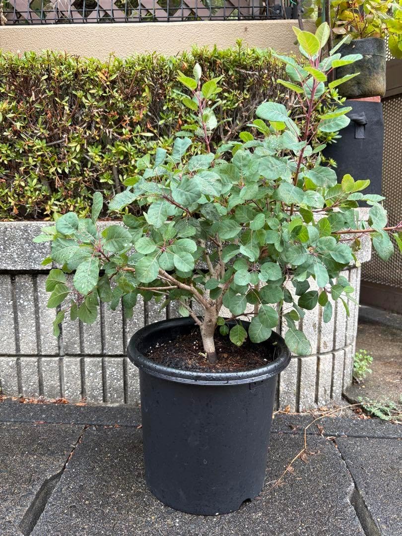 スモークツリー ダスキーメイデン 大株