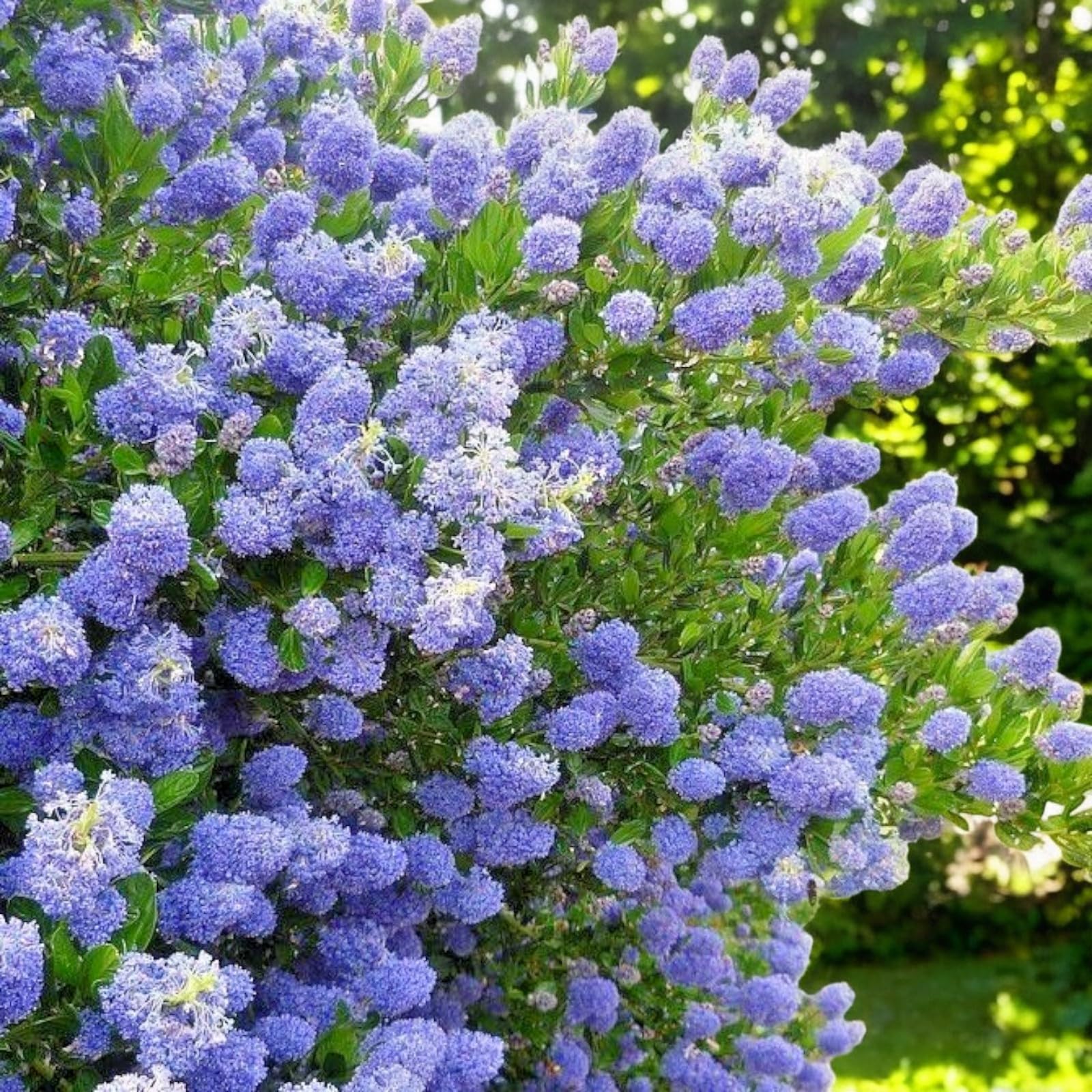 Carbeth Plants Ceanothus Shrub in 9cm Pot - Evergreen Blue Flowering Shrub - Hardy, Garden Ready Outdoor Plant for Borders & Walls (2, Skylark)