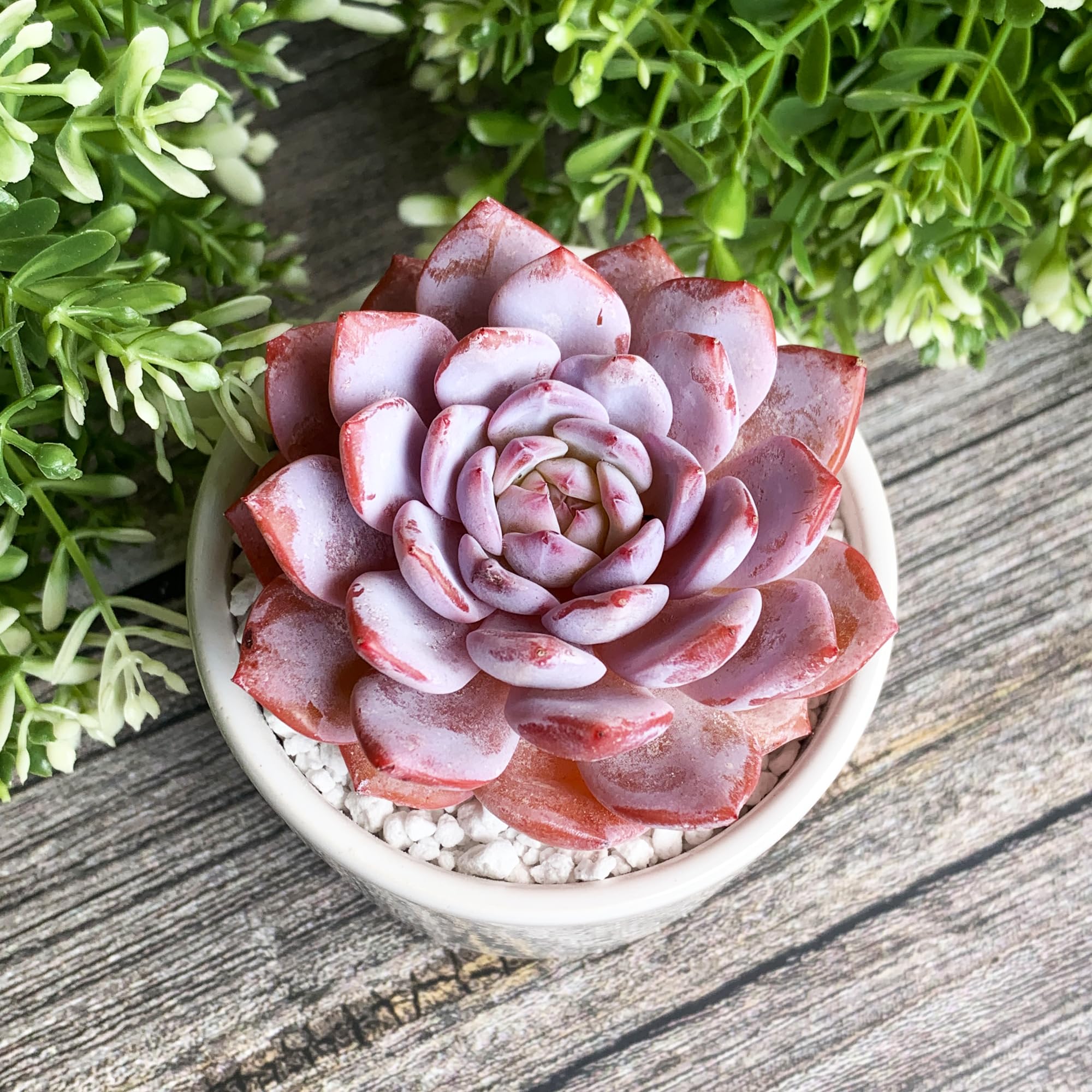 lovely rose succulent Graptoveria lovely rose  Succulent Planet