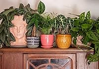 Vista 7 de American Plant Exchange Silver Splash Pothos - Pothos de Satén Silver Splash Vivo en Maceta de 6 Pulgadas, Planta de Interior Purificadora de Aire