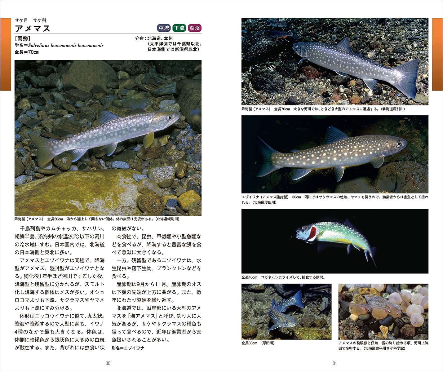 日本の淡水魚図鑑 魚の生息環境と見分けるポイントがわかる フィールドガイド 田口 哲 井田 齊 本 通販 Amazon
