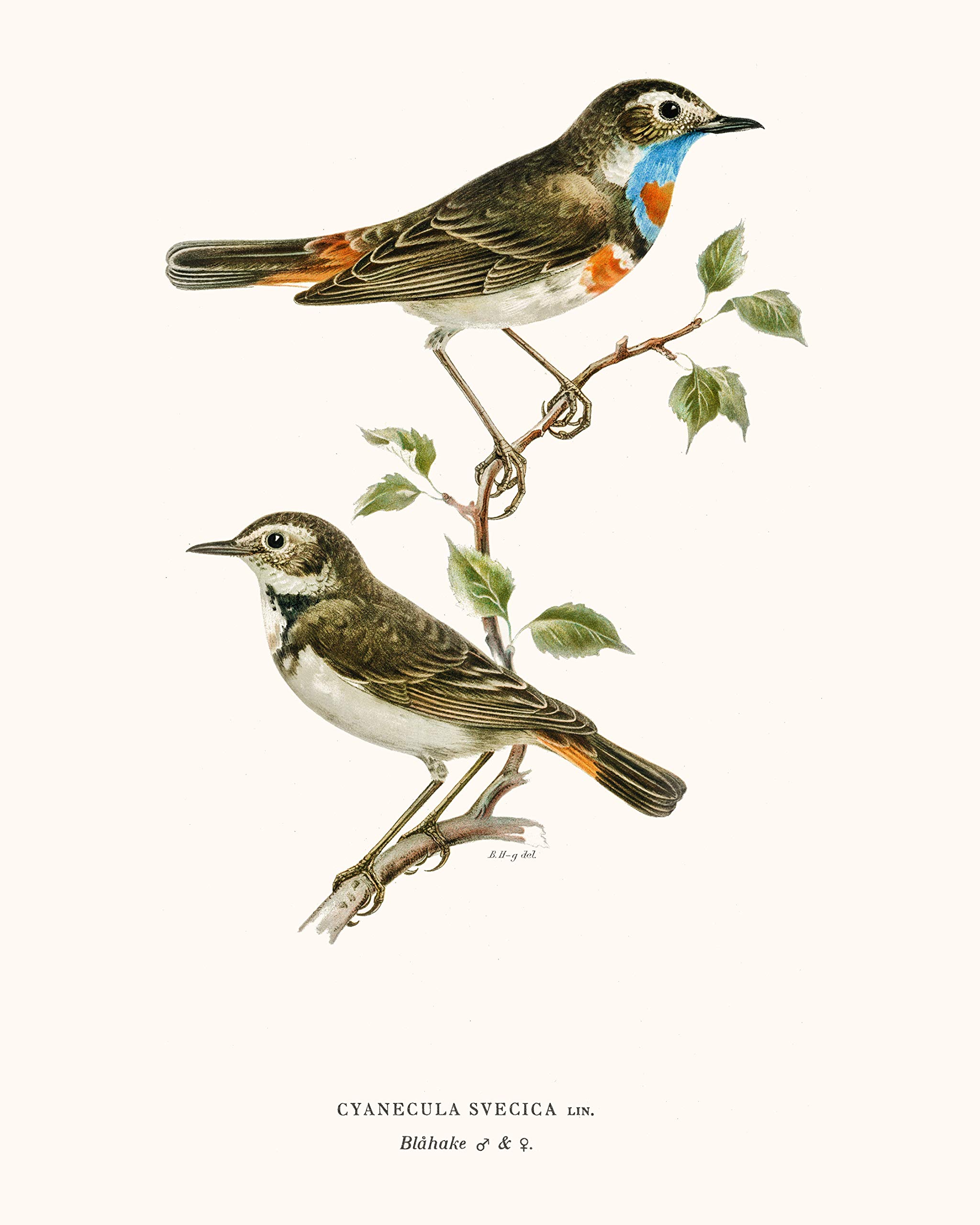 アート・デザイン・音楽 CLASSIC NATURAL HISTORY PRINTS BIRDS Set Of 4 Vtg 1978 Collector's Portfolio of Song Birds Art