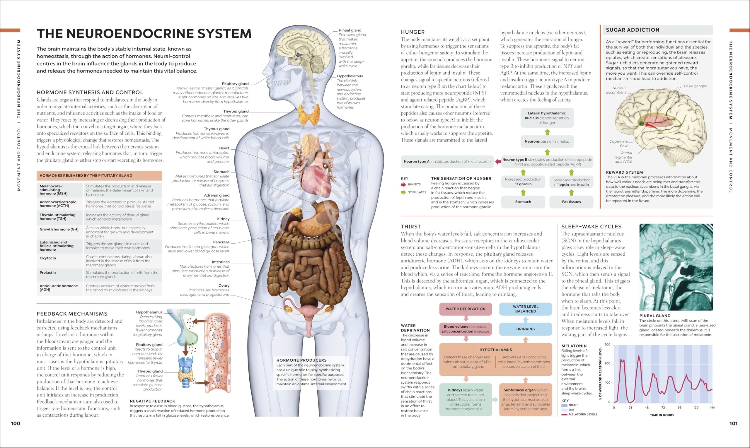 The Brain Book: A Visual Guide to Structure and Function (DK Human Body Guides)