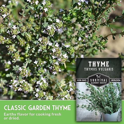 Miniatura 3 de Tomillo 3