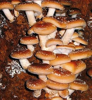 Generic Germination Seeds: Shiitake Imperator Spores Seeds Japanese Mushrooms Fungi Dry Mycelium 20 g : Only Seeds
