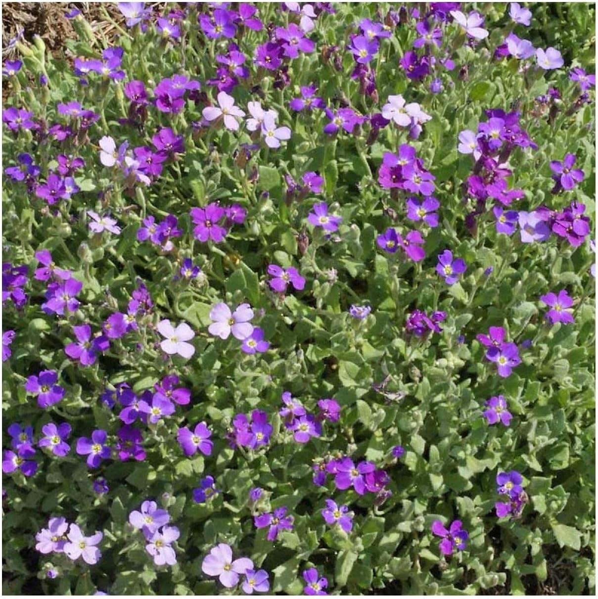 Everwilde Farms - 1/4 Lb Purple Rockcress Wildflower Seeds - Gold Vault