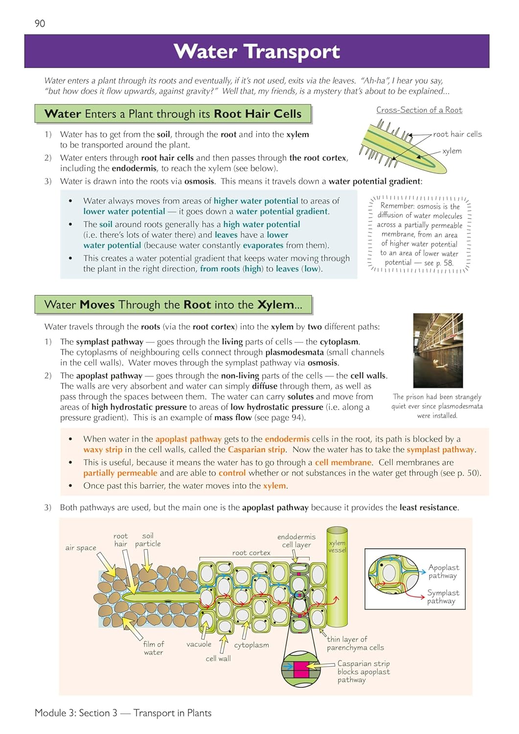 New A-Level Biology: OCR A Year 1 & 2 Complete Revision & Practice w/Online Ed (For exams from 2025) (CGP OCR A A-Level Biology) 9 81 osomKV5L. SL1500