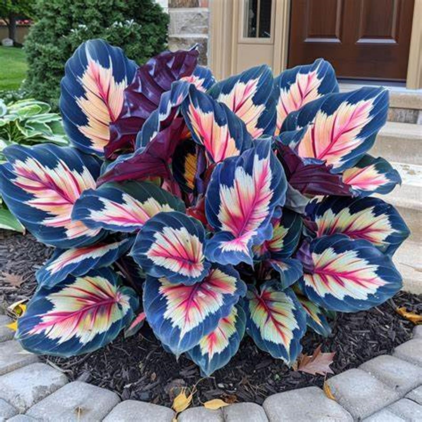 Hosta/Crop for Planting Now UK/Strong Plants That Grow Well/Mix Golden Jade Carving Feels