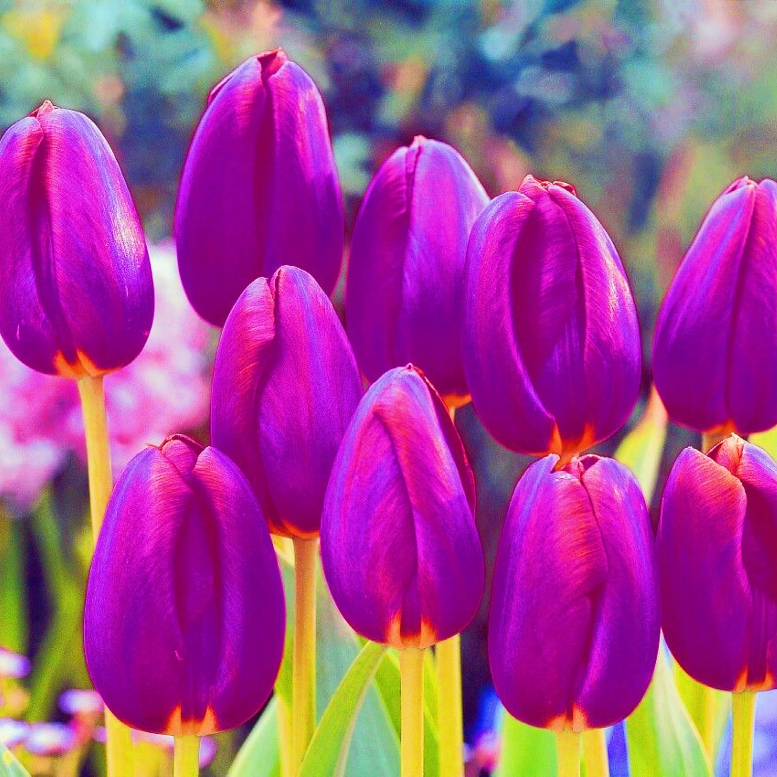 Dwarf Tulip Bulbs High Ornamental Value Tulip Bulbs UK Garden Flowers/Hardy Perennial/Wedding Flowers-10bulbs-d