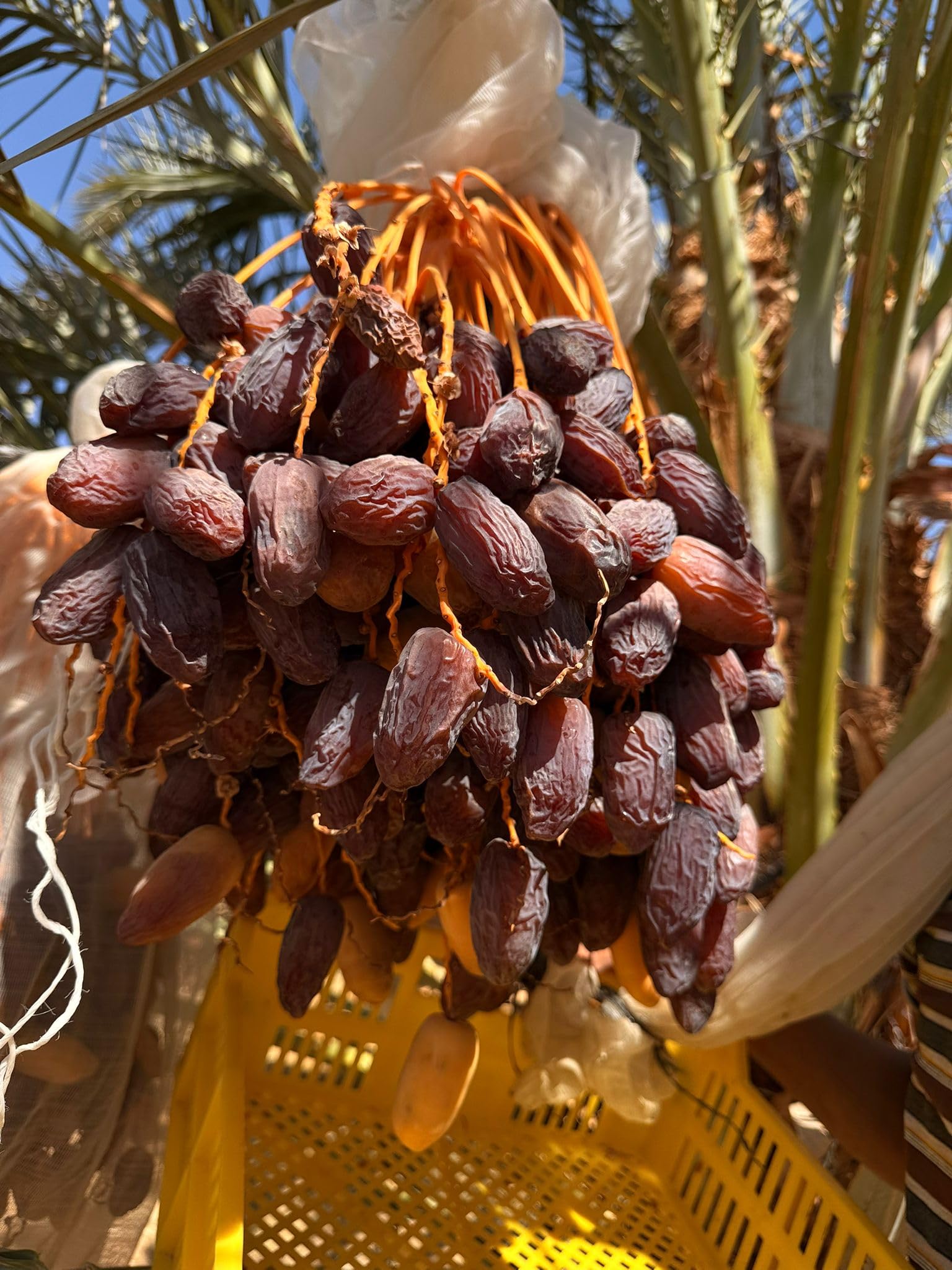 Medjool Medjoul Datteln aus Ägypten - 100% naturell I ohne Konservierungsstoffe, Premium Datteln Kiste Deglet Nour | VEGAN | fruchtiger, honigsüßer aromatischer 1 kg / 5 kg (Datteln, 5 Kg - L)