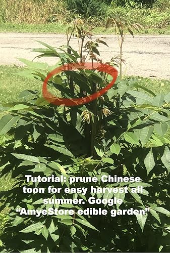 Miniatura 8 de Semillas de melón amargo asiáticocalabaza amarga para plantar   semillas de chocolate chino 0157in