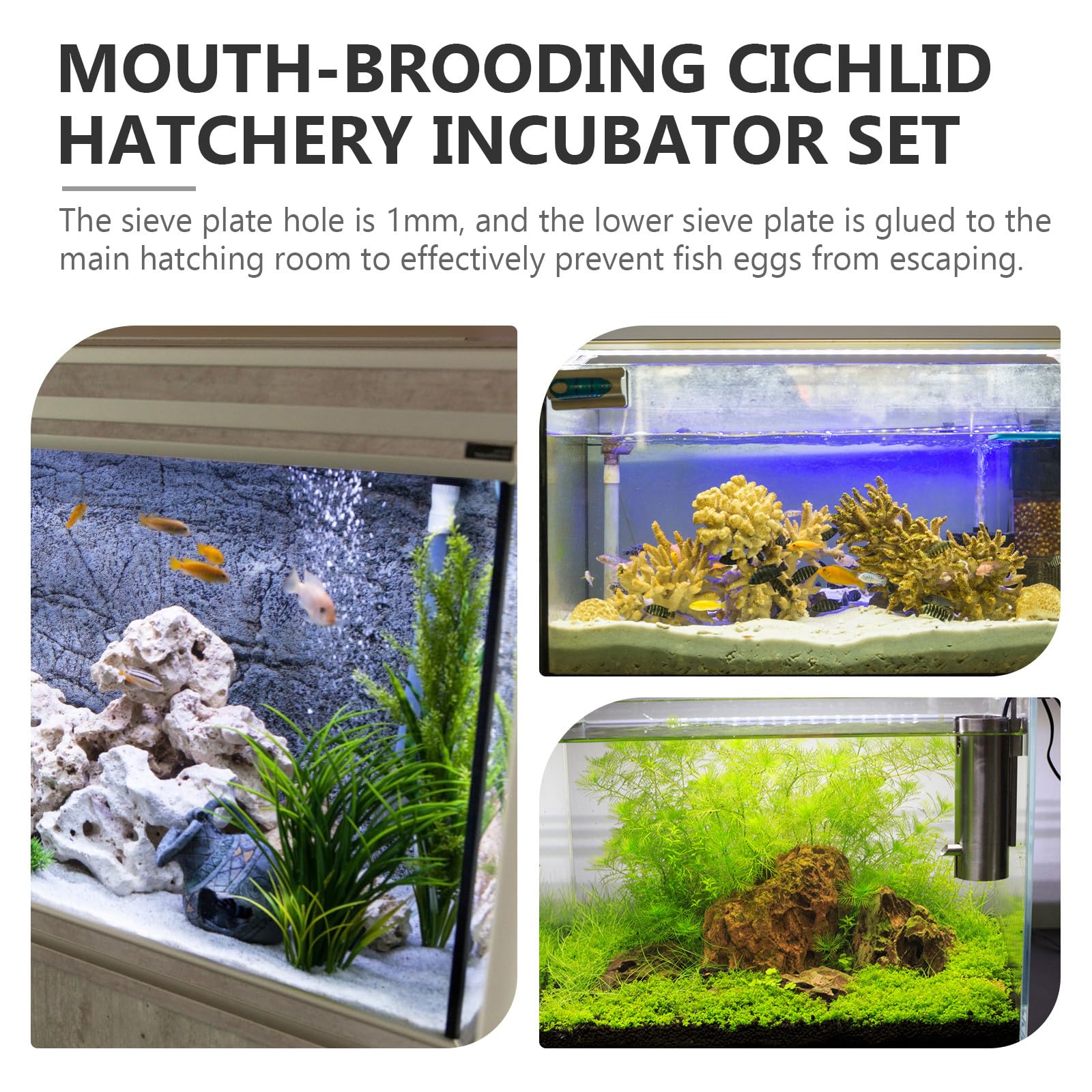 Fischzuchtröhre Acryl 40mm für Buntbarsche Maulbrüter Fischbrutapparat Aquarium Zuchtanlage Eieraufzucht Zufälliger Stil