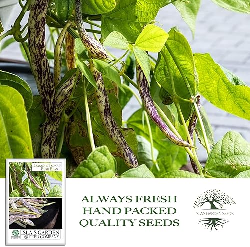 Miniatura 4 de Semillas de frijol de arbusto de lengua de dragón para plantar, (Dragon Langerie), más de 25 semillas de reliquia por paquete, semillas de jardín de