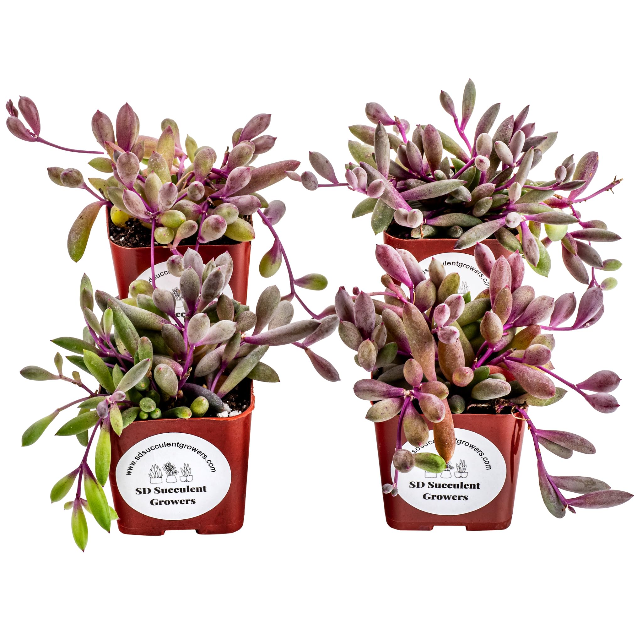 Live Trailing Succulent Ruby Necklace 4 Pack