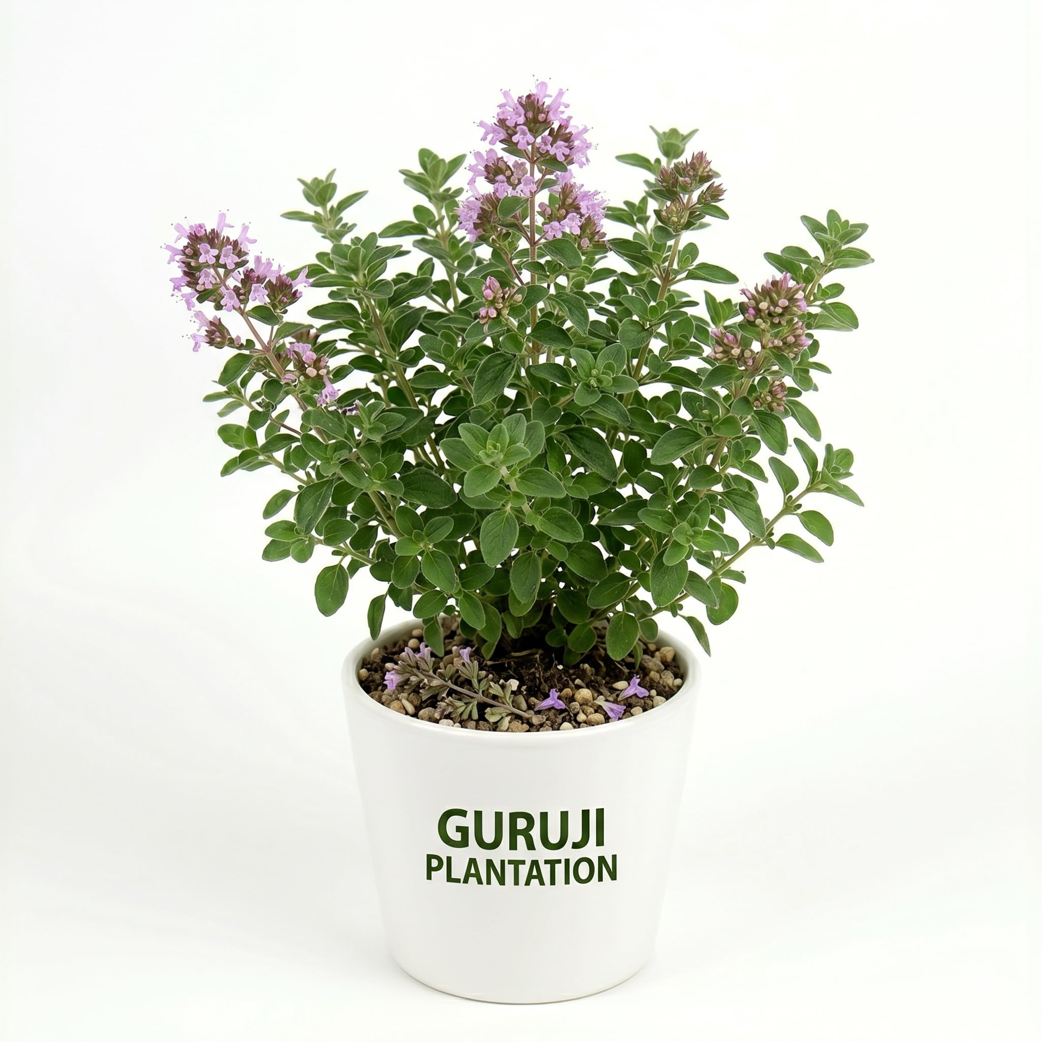 Guruji Plantation Oregano (Italian Herb) Herbal Culinary Aromatic Easy Grow Live Plant for Home Kitchen Garden Pack of 1-image-37