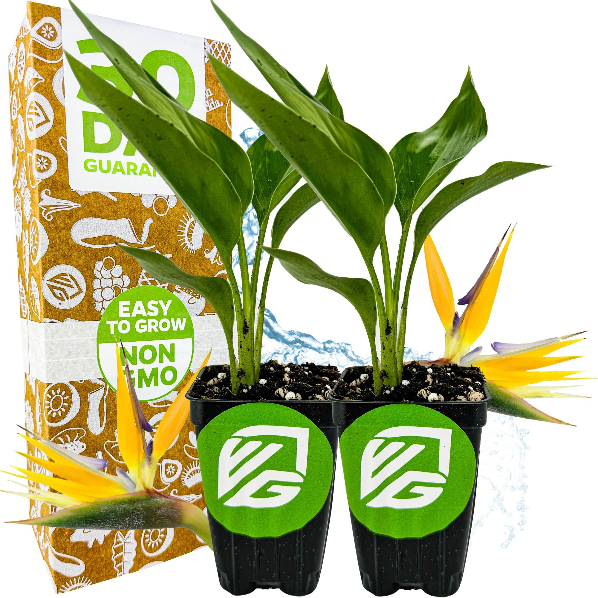 Yellow Bird of Paradise 2-Pack