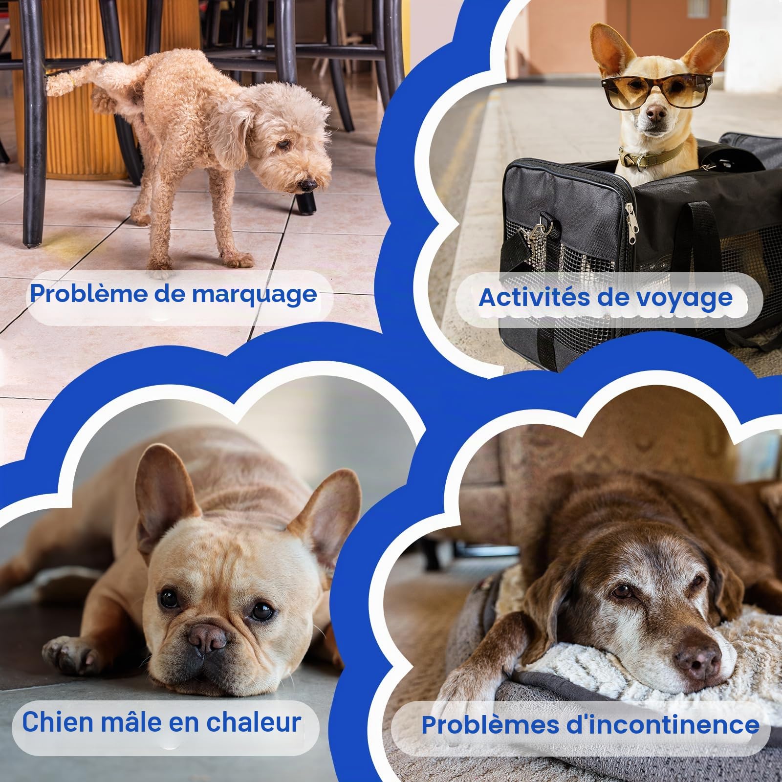 MICOOYO Lot de 50 Couches jetables pour Chien mâle, Chiot, Super absorbantes, avec indicateur d'humidité (50, M)