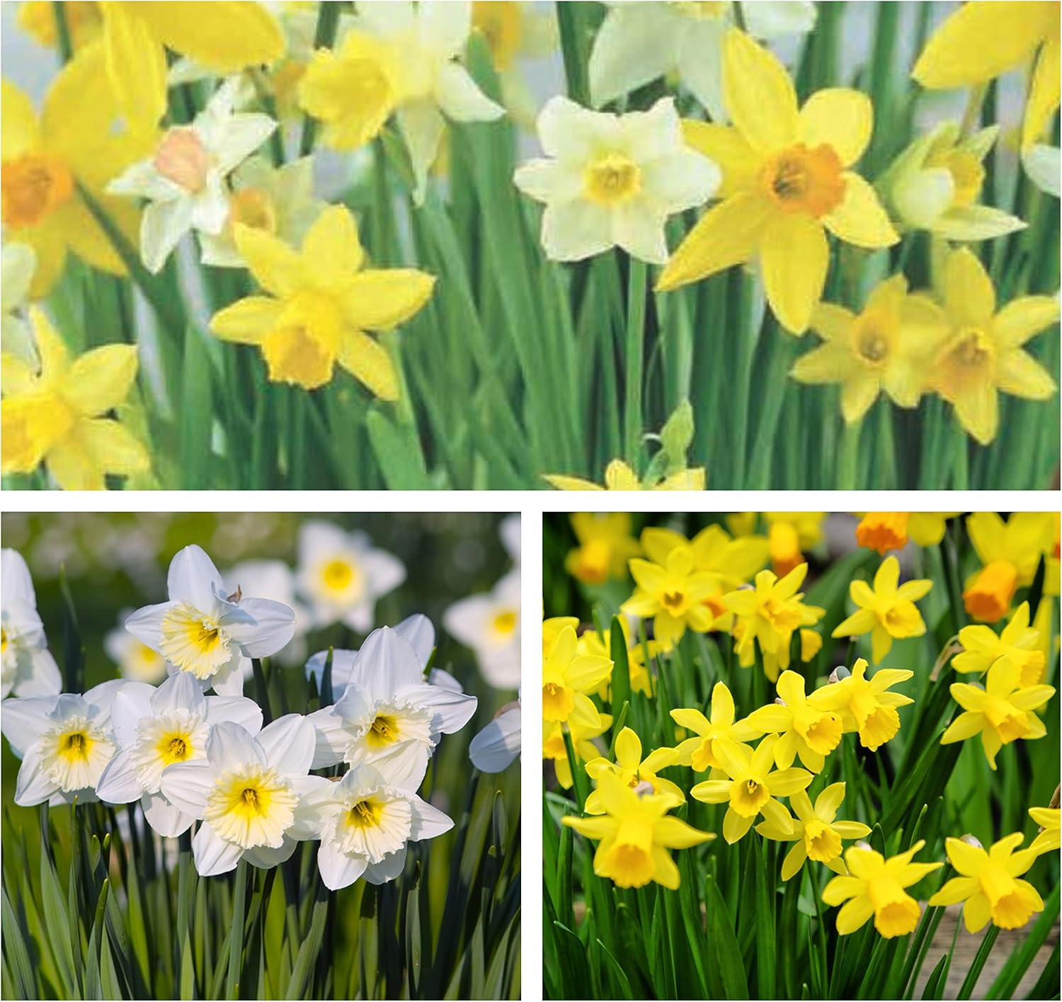 20 Mixed Dwarf Daffodil Bulbs 20 Bulbs Bulb Size 8/10 Spring