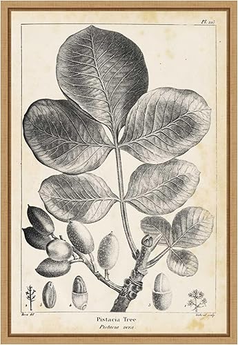 Amanti Art Lienzo enmarcado para pared, 23 x 16 pulgadas, pistacho vintage por Thomas Nuttall, lienzo enmarcado para pared, obras de arte de la