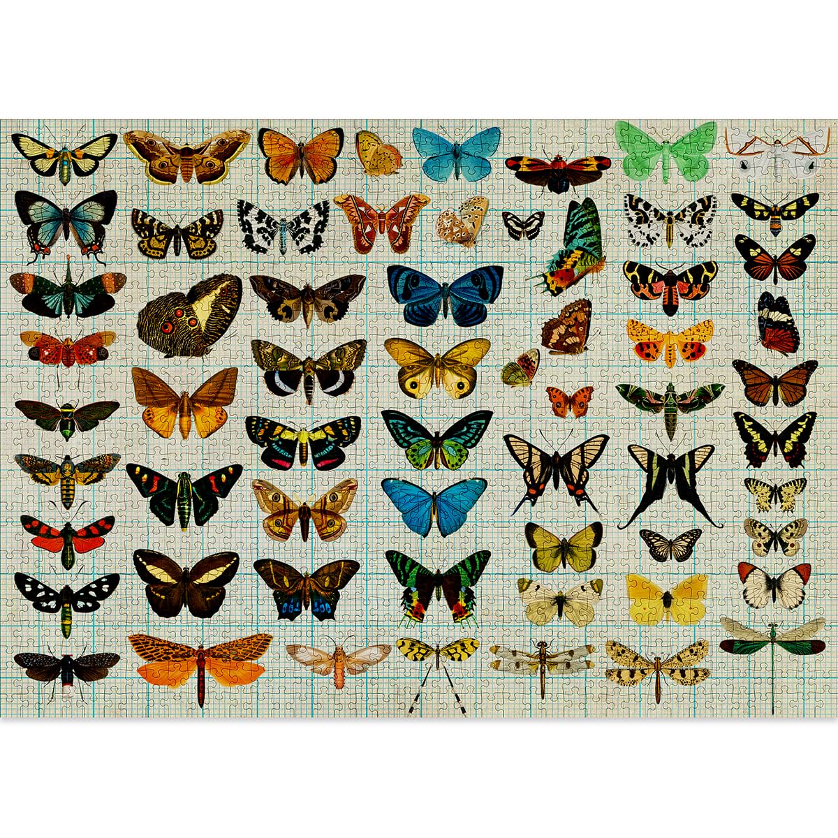 Cloudberries Entomology Jigsaw Puzzle - Image 2