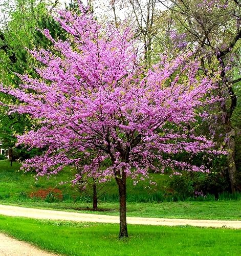 Miniatura 2 de Eastern Redbud Tree Sakura Bonsai American Redbud Cercis Canadensis 10 semillas para plantar