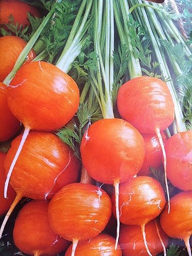 Miniatura 4 de Semillas Sweet Zanahoria Mercado París Rojo Vegetal Heirloom para plantar sin OMG - 1000 semillas