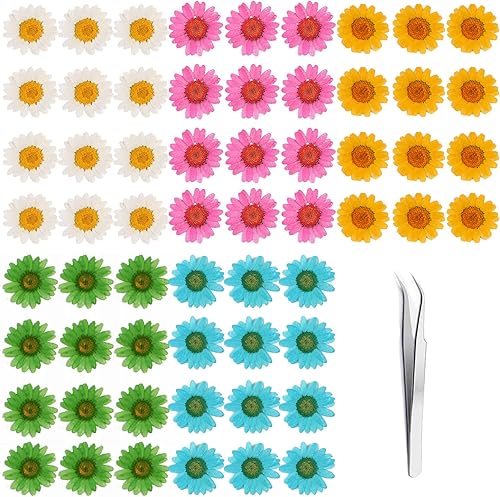 Juego de 60 flores secas prensadas con margaritas YouthBro Real Nature Flowers Set para resina DIY joyería vela jabón jarrón hacer tarjetas de