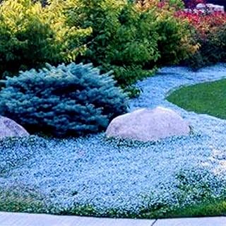 300Pcs Garden Ground Cover Carpet Perennial Flower Plant Decor Rock Cress Seeds - Light Blue Cress Seeds - Flower Seeds Vegetable Seeds Fruit Seeds Garden Plant Seeds