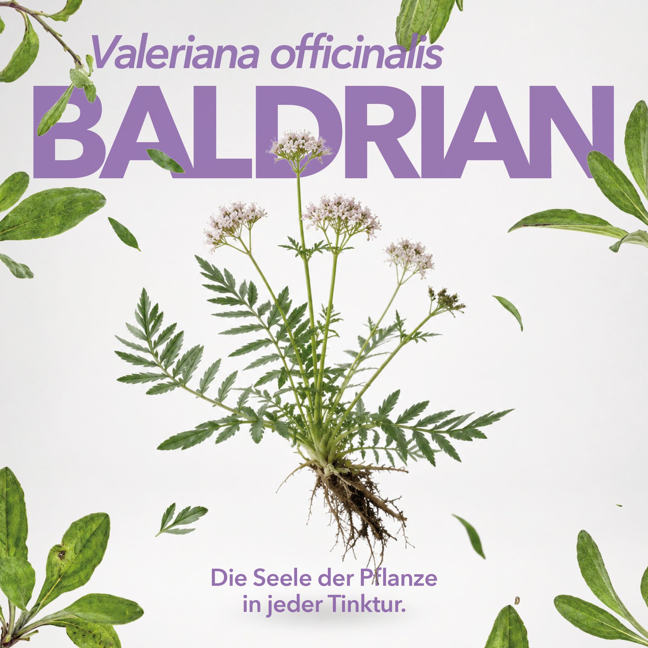 Baldrian hochdosiert Tropfen Bio 100 ml Baldrian Tinktur vegan mit Valeriana officinalis Extrakt, Kräuterextrakt aus Österreich, ohne Konservierungsstoffe mit Alpenquellwasser | 10 Jahre MHD