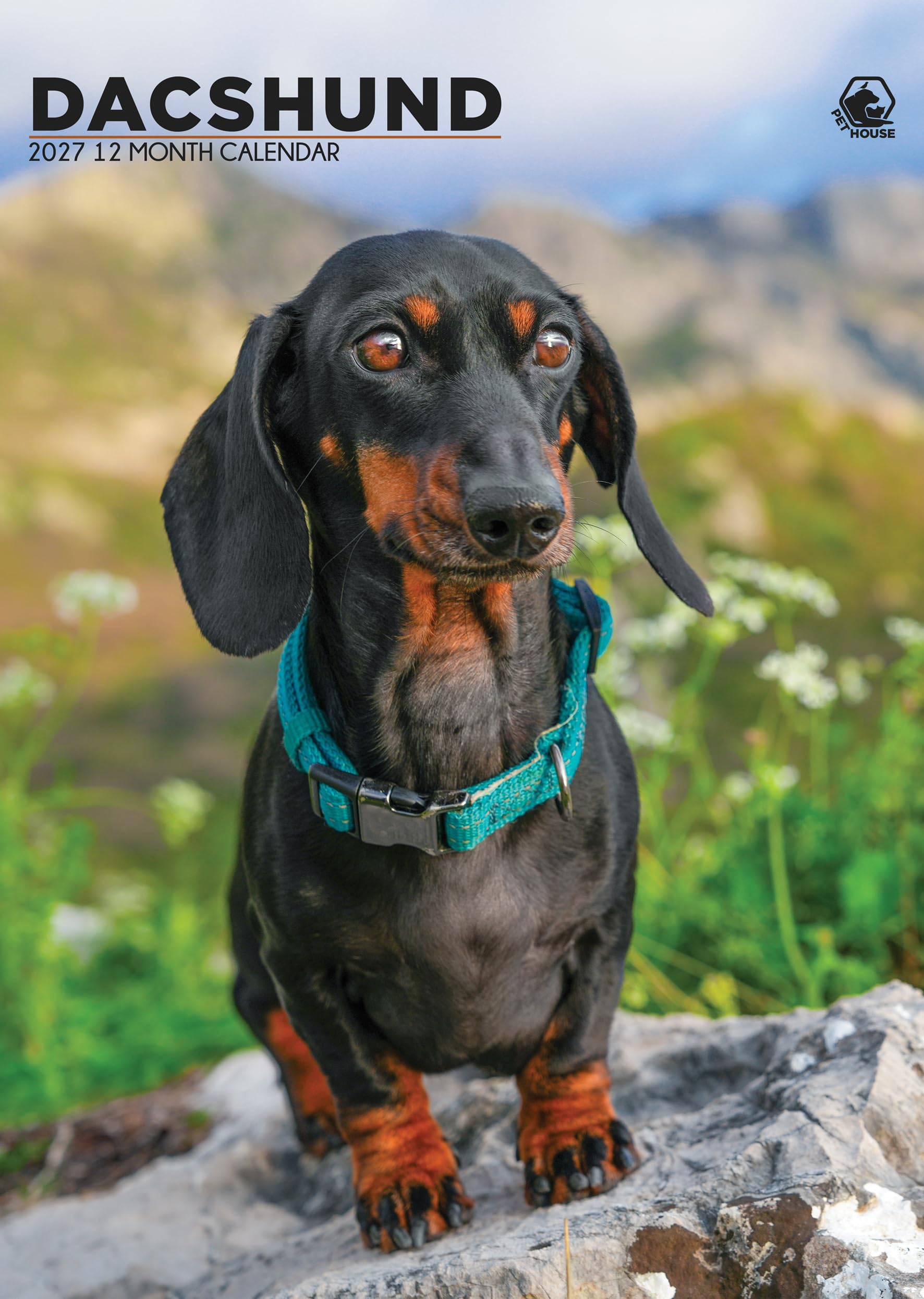 Dachshund - A3 Calendar 2027
