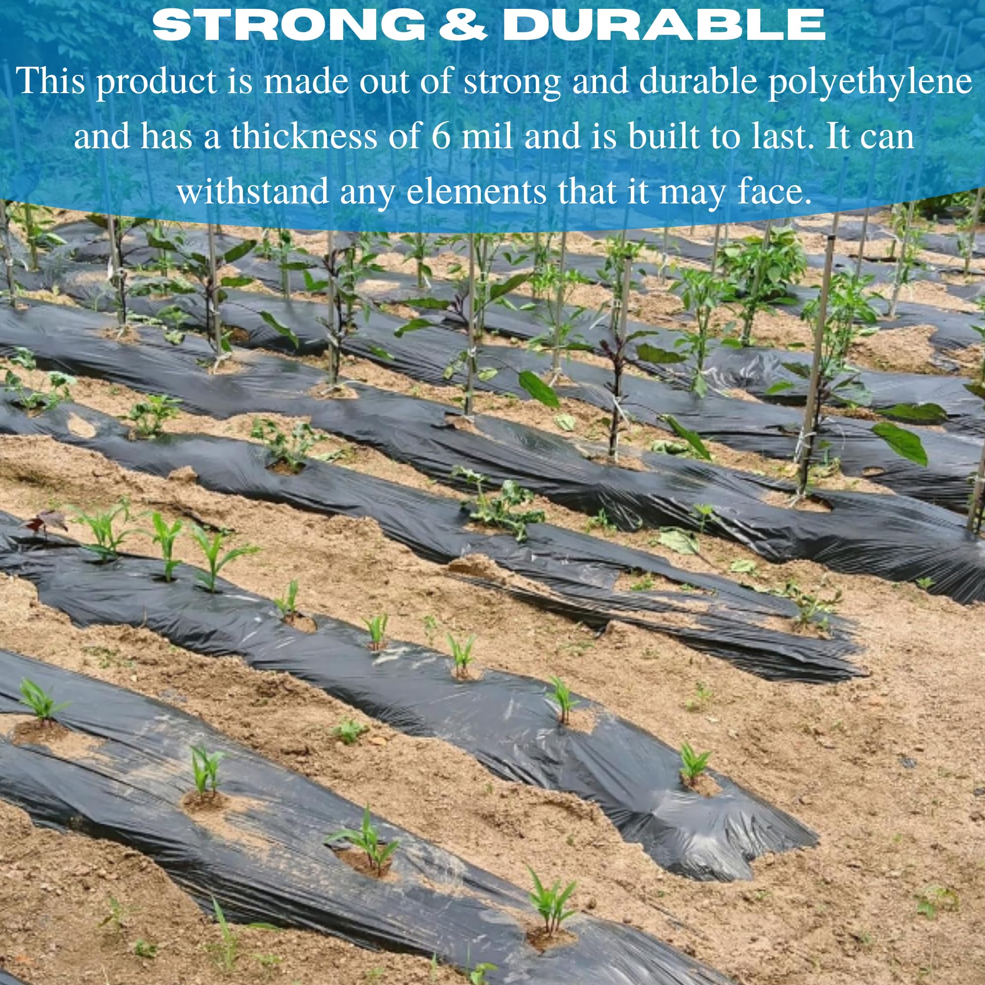 VBS - Weed Control 6 Mil Black Plastic Sheeting - Heavy Duty Weed Barrier Landscape Fabric for Outdoor Gardens, Non Woven Weed Blocker Fabric, Weed Control, Black Plastic Sheeting (24' x 50')