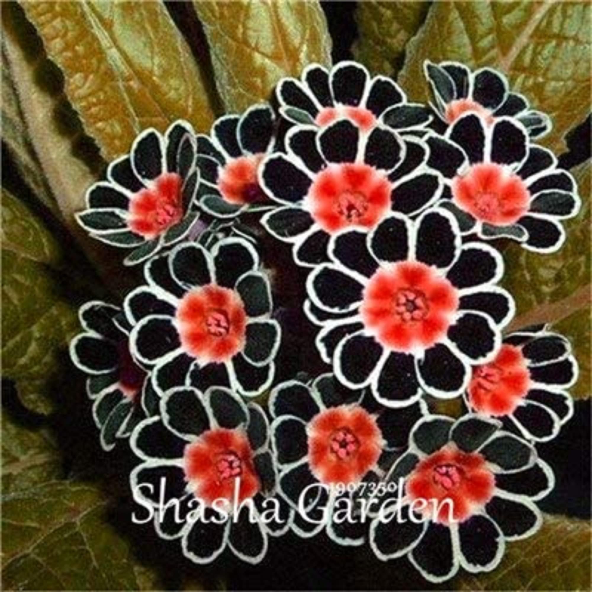 CHUXAY GARDENBlack Mix Evening Primrose Seed 100 Seeds Sundrops Scabish Beauty Garden Flowering Plant Excellent Addition to Garden Extremely Decorative