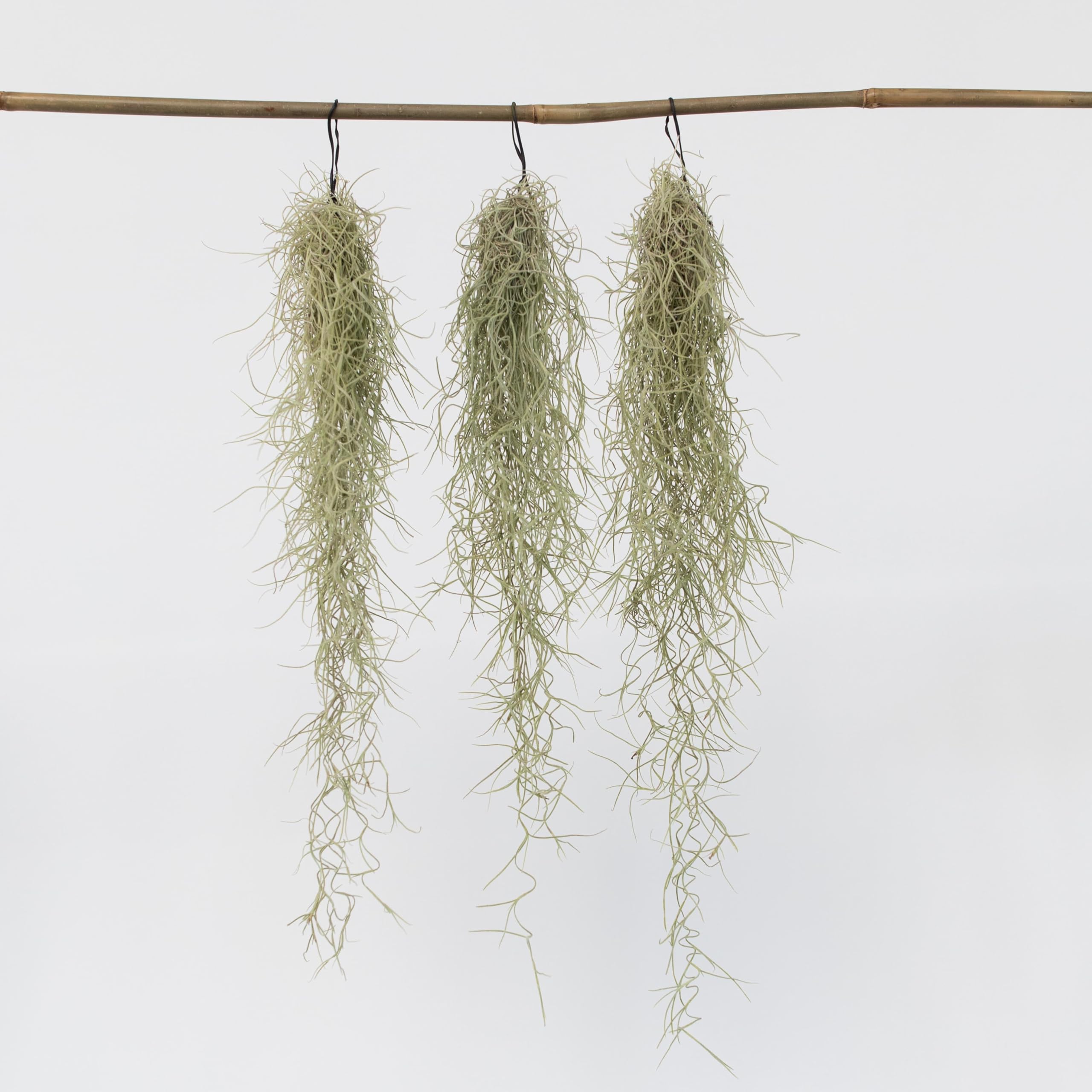 Plant in a Box - Tillandsia Usneoides - Set de 3 - Musgo español - Plantas de interior - Altura 25-40cm