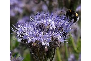Lacy Phacelia Flower: A Blanket of Vibrant Tansy