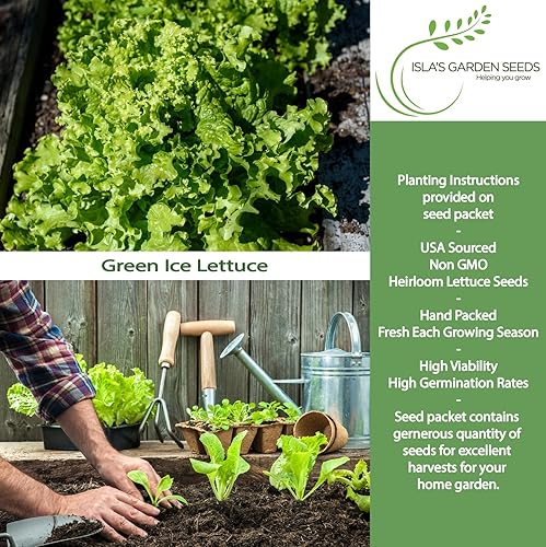 Miniatura 2 de Semillas de lechuga verde de hoja de hielo (Lactuca Sativa) – Más de 1000 semillas de reliquia sin OMG de Isla's Garden Seeds, variedad de hojas