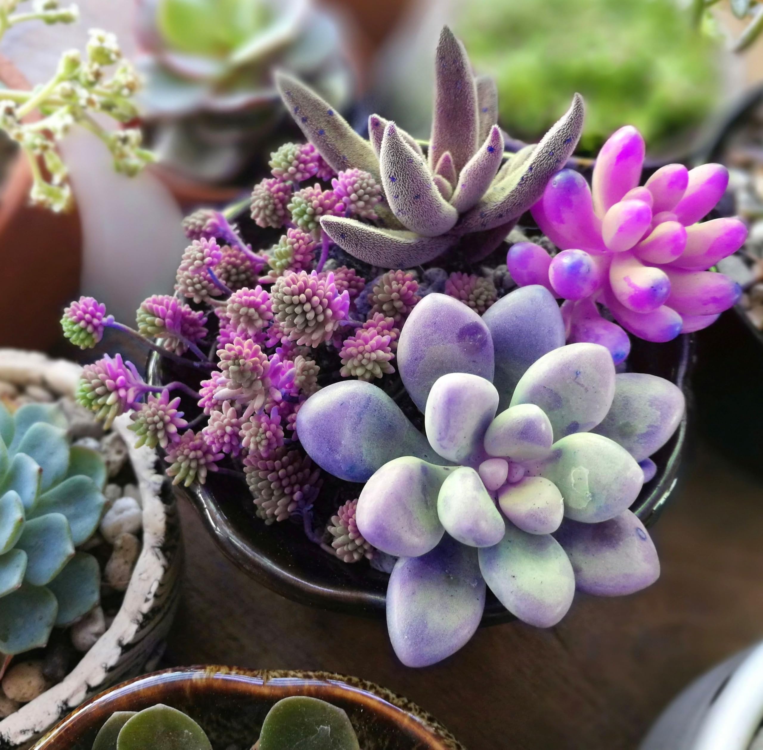 100 pcs Mix Rare Succulent Seeds Pack - Perennial Heirloom Non-GMO Outdoor Indoor