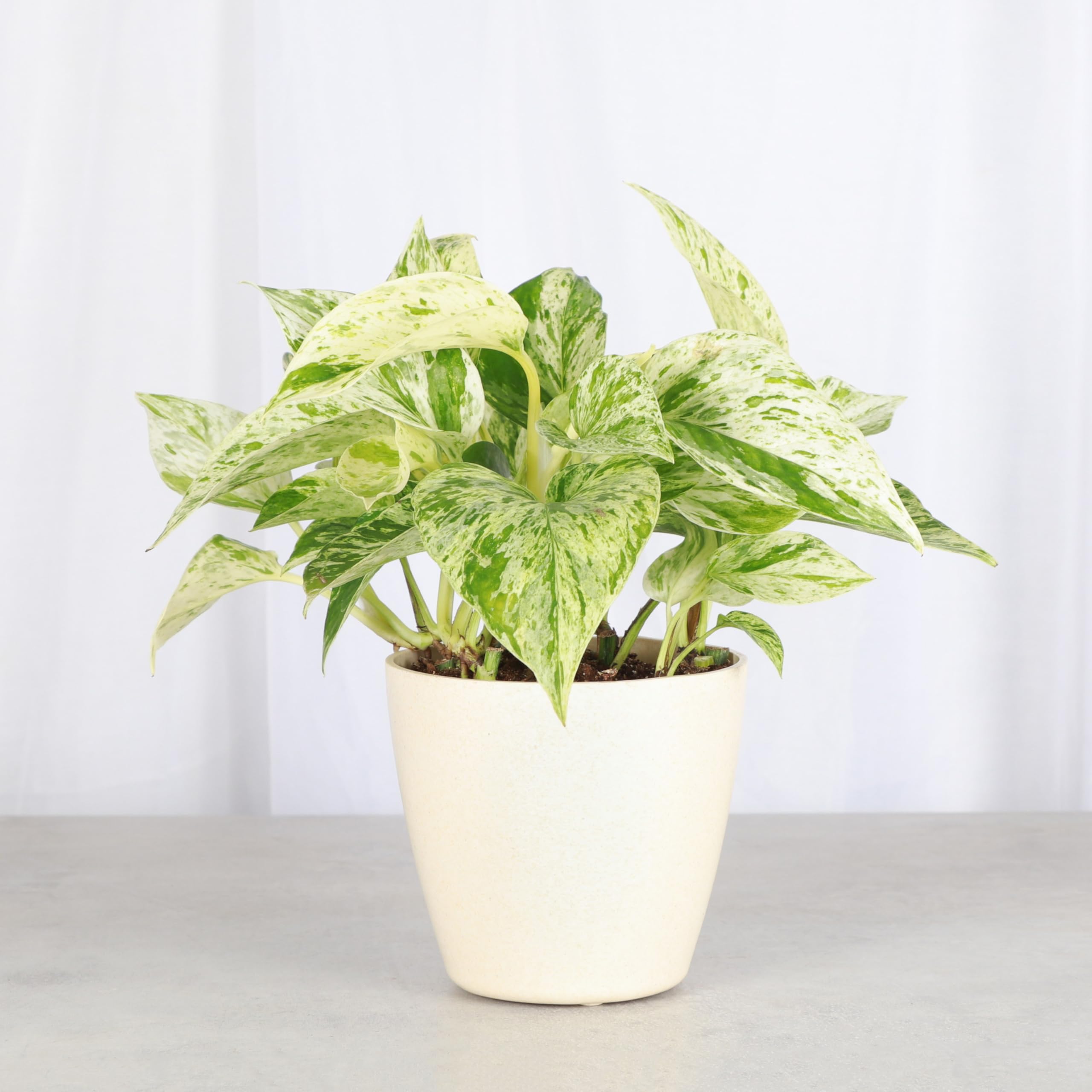 Amazon.com : Thorsen's Greenhouse Marble Queen Pothos, Live Indoor