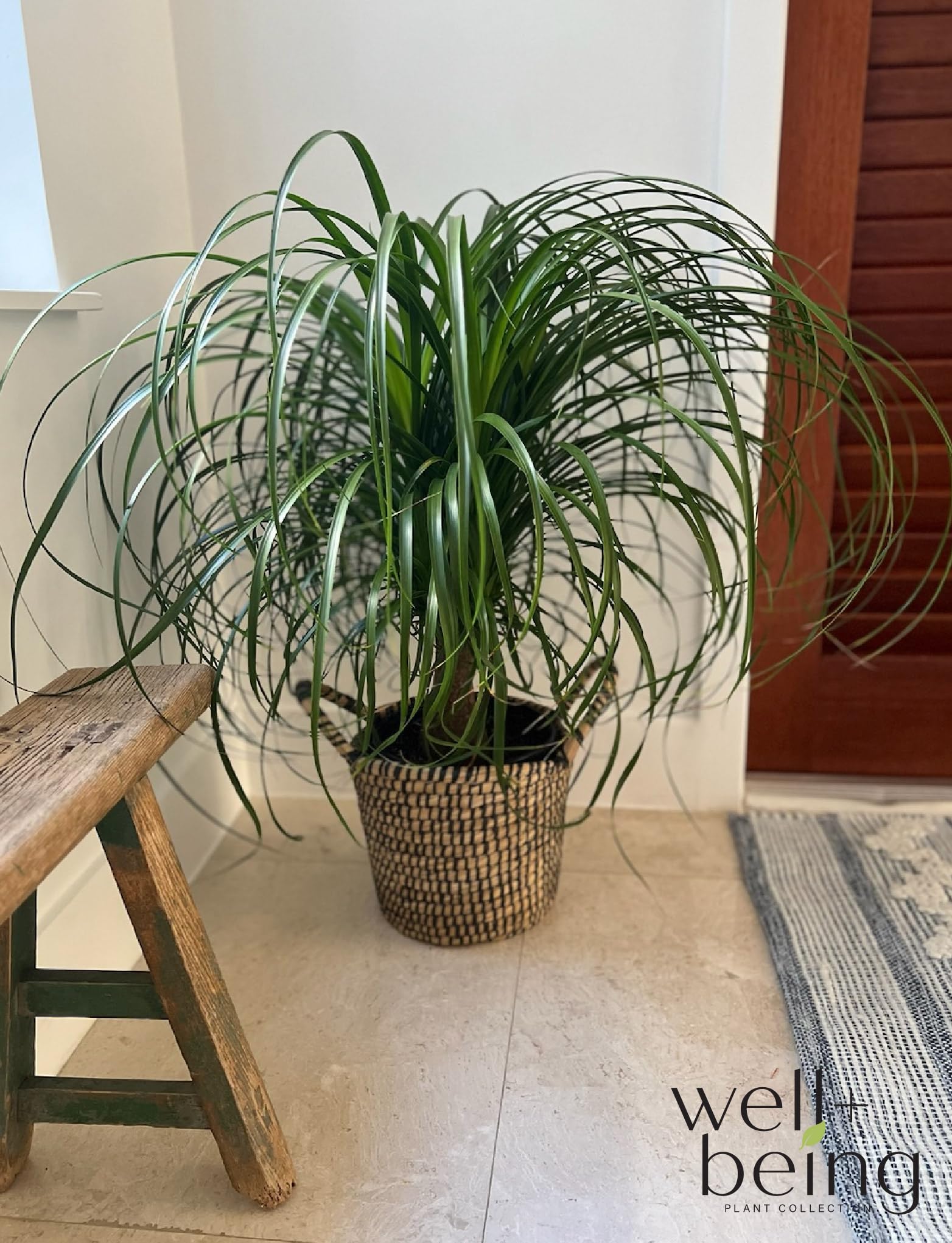buy a pineapple plant Pineapple Plant