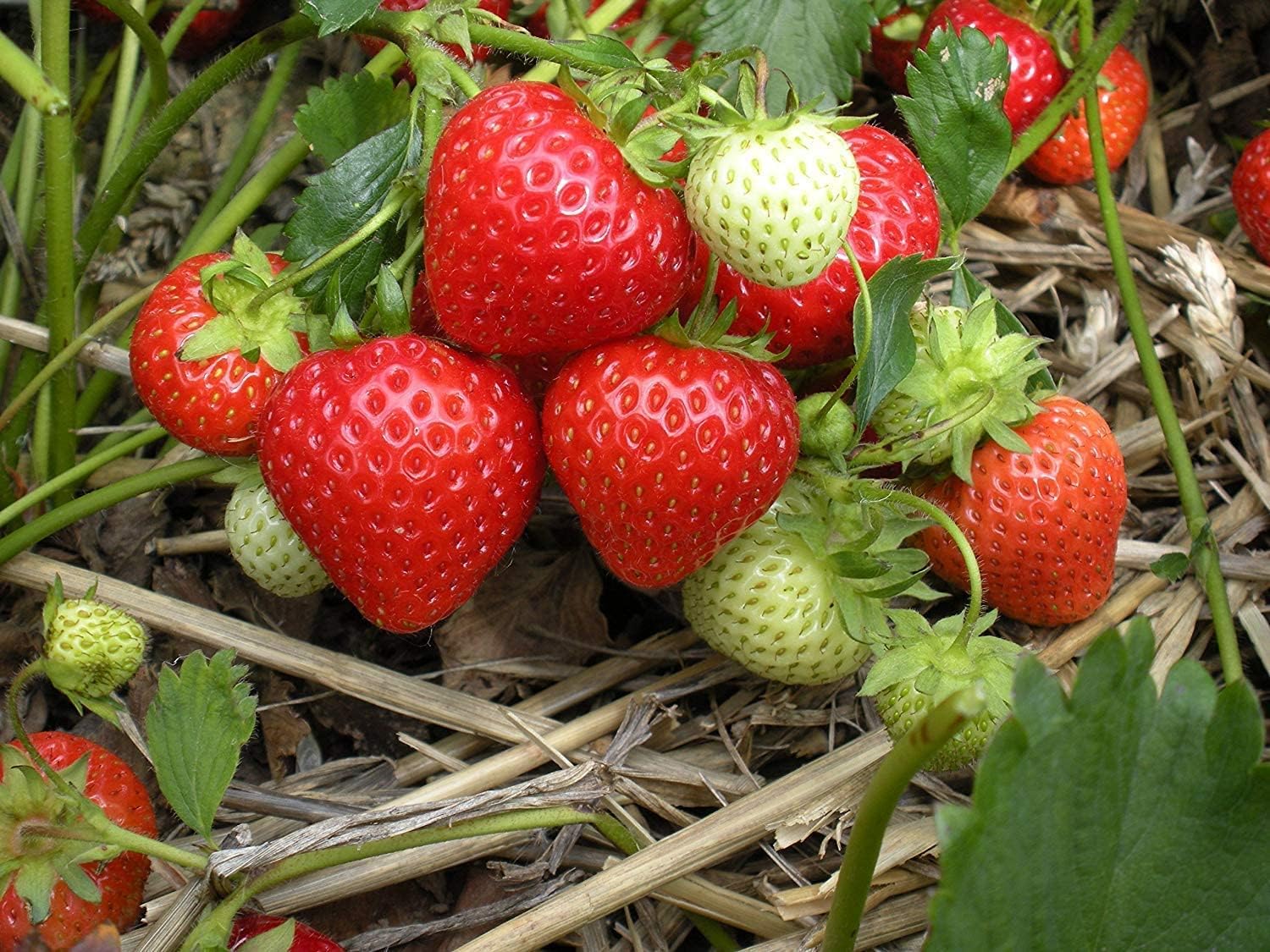 Bahan Traders Live Red Gauntlet Strawberry Fruit Live Healthy Hybrid Live Plant Pack of 1 (B0CST4FK1B) Amazon Price History, Amazon Price Tracker