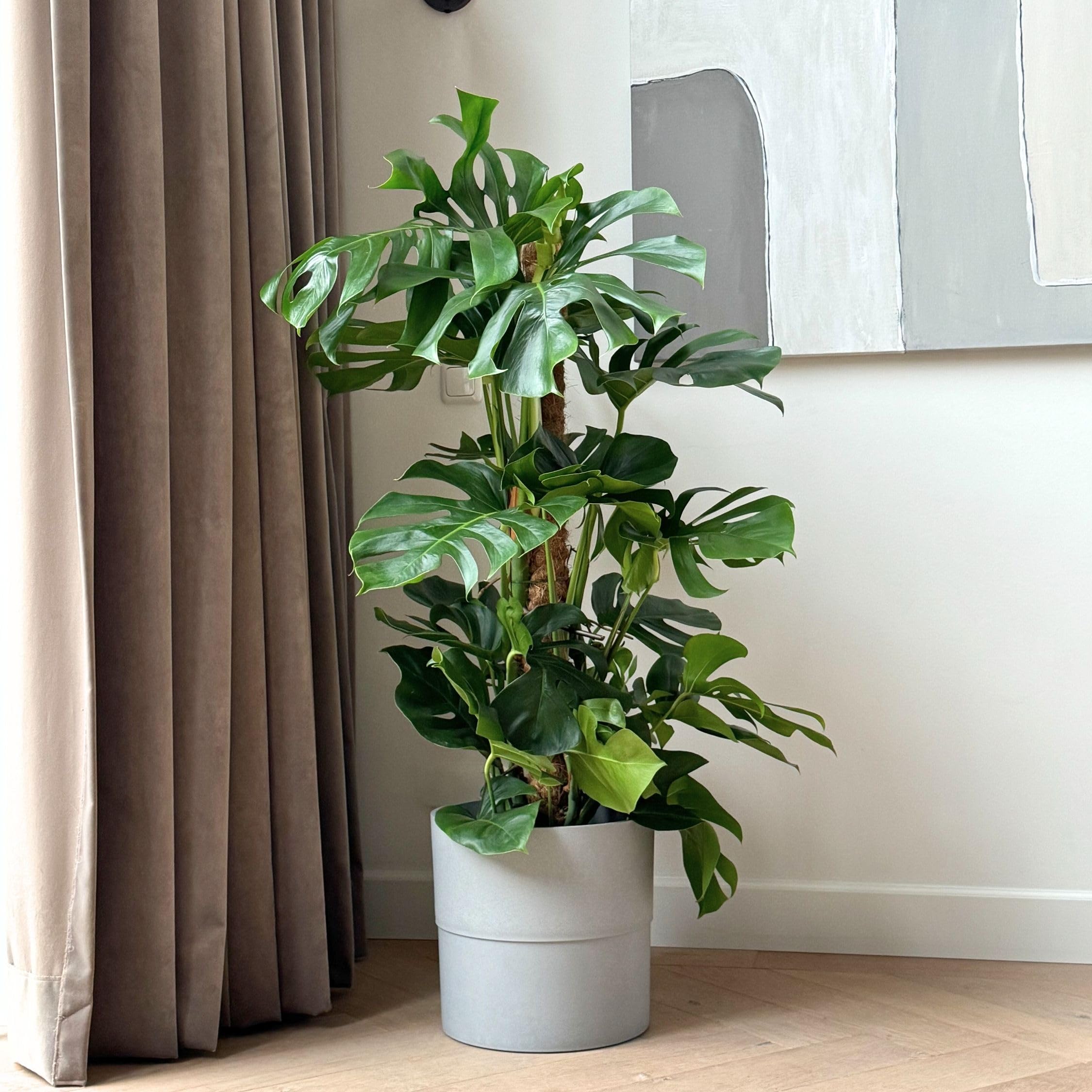 seramis monstera Monstera deliciosa var sierrana main image 0