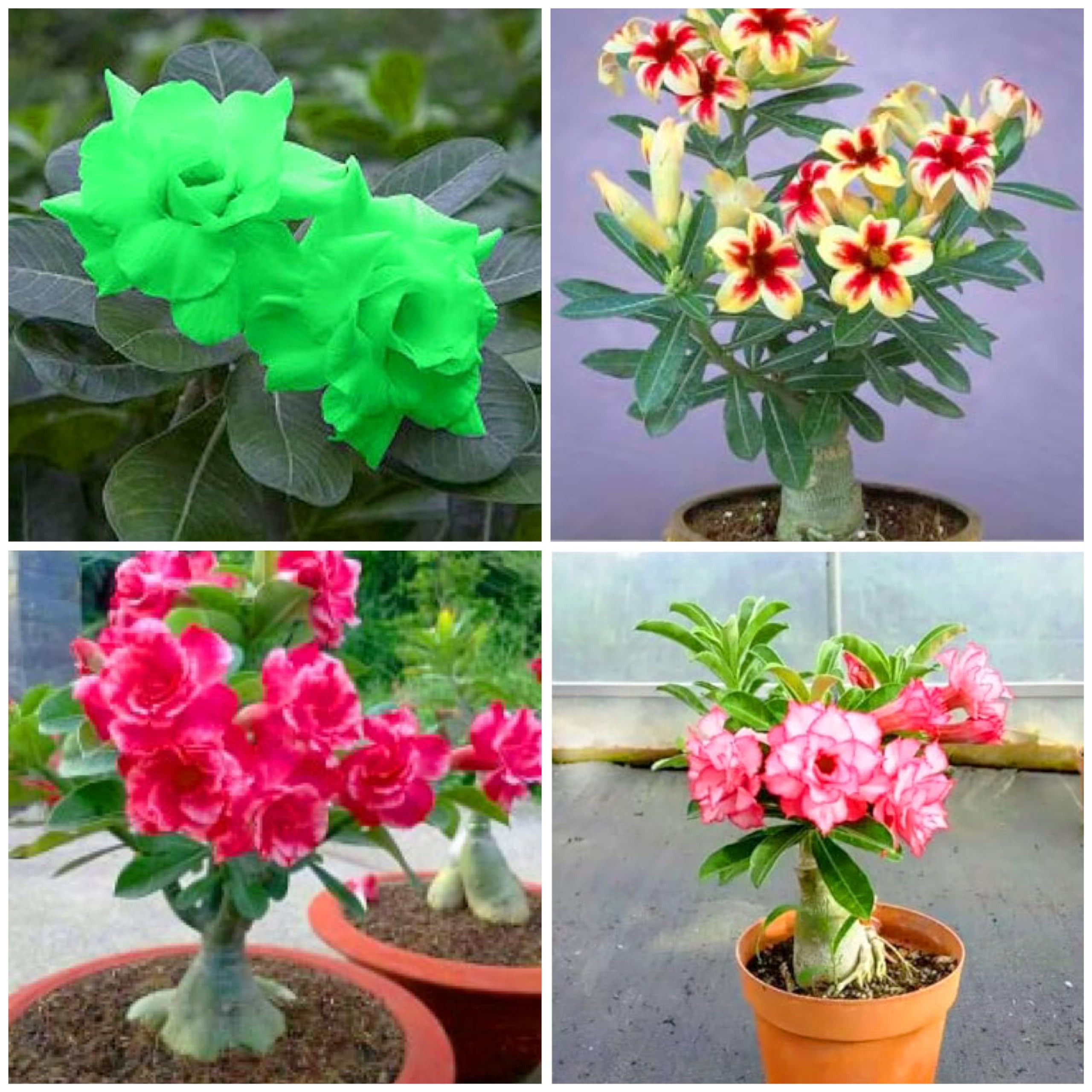 Adenium Live plant pack of 4 Combo (B0CMJK9GXJ) Amazon Price History, Amazon Price Tracker