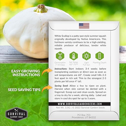 Miniatura 2 de Survival Garden Seeds - 2 paquetes de semillas de calabaza de verano de vieira blanca para plantar - Paquete con instrucciones para plantar y