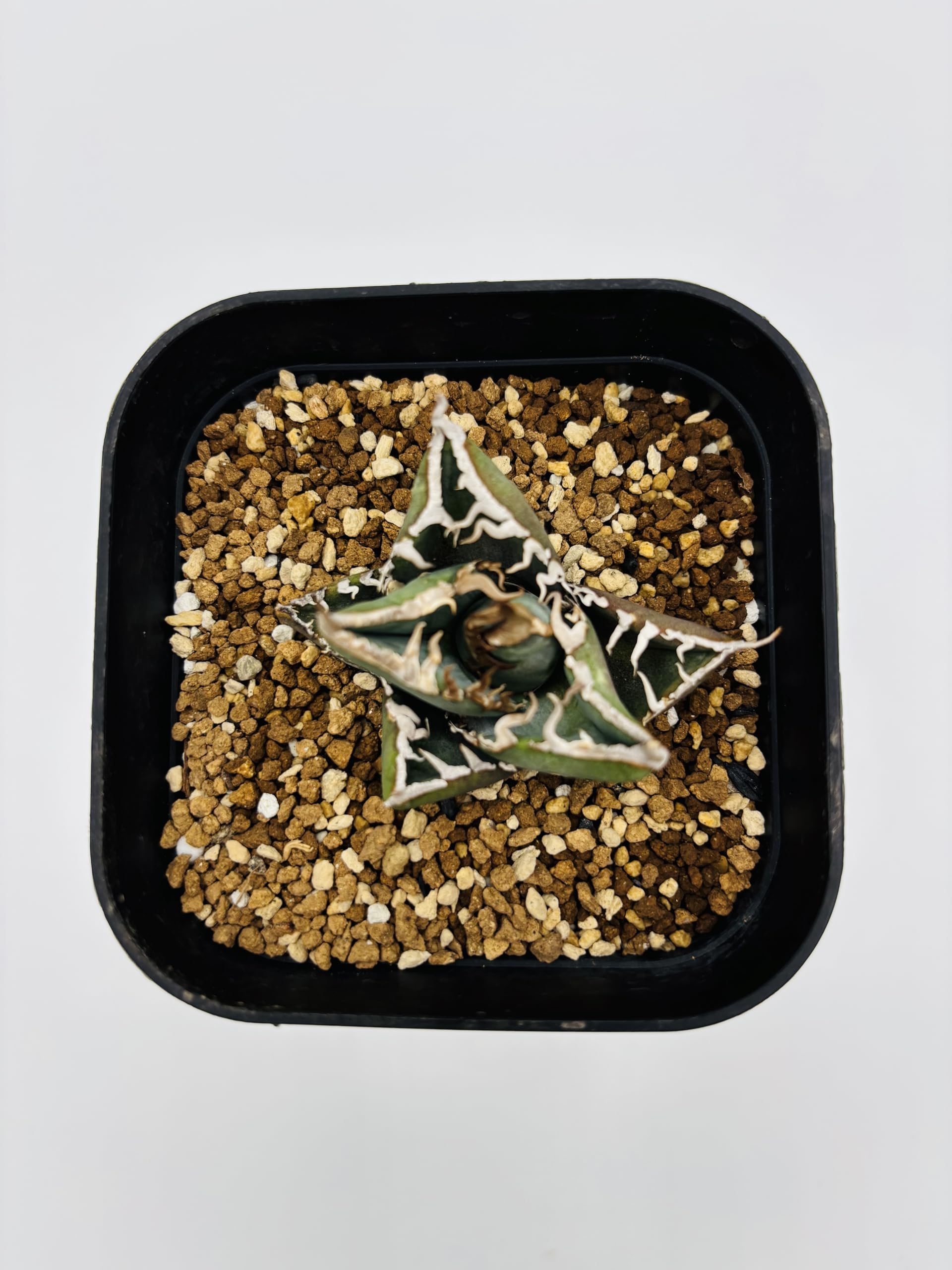 Amazon｜アガベ チタノタ SAD/Agave titanota 'South Africa Diamond