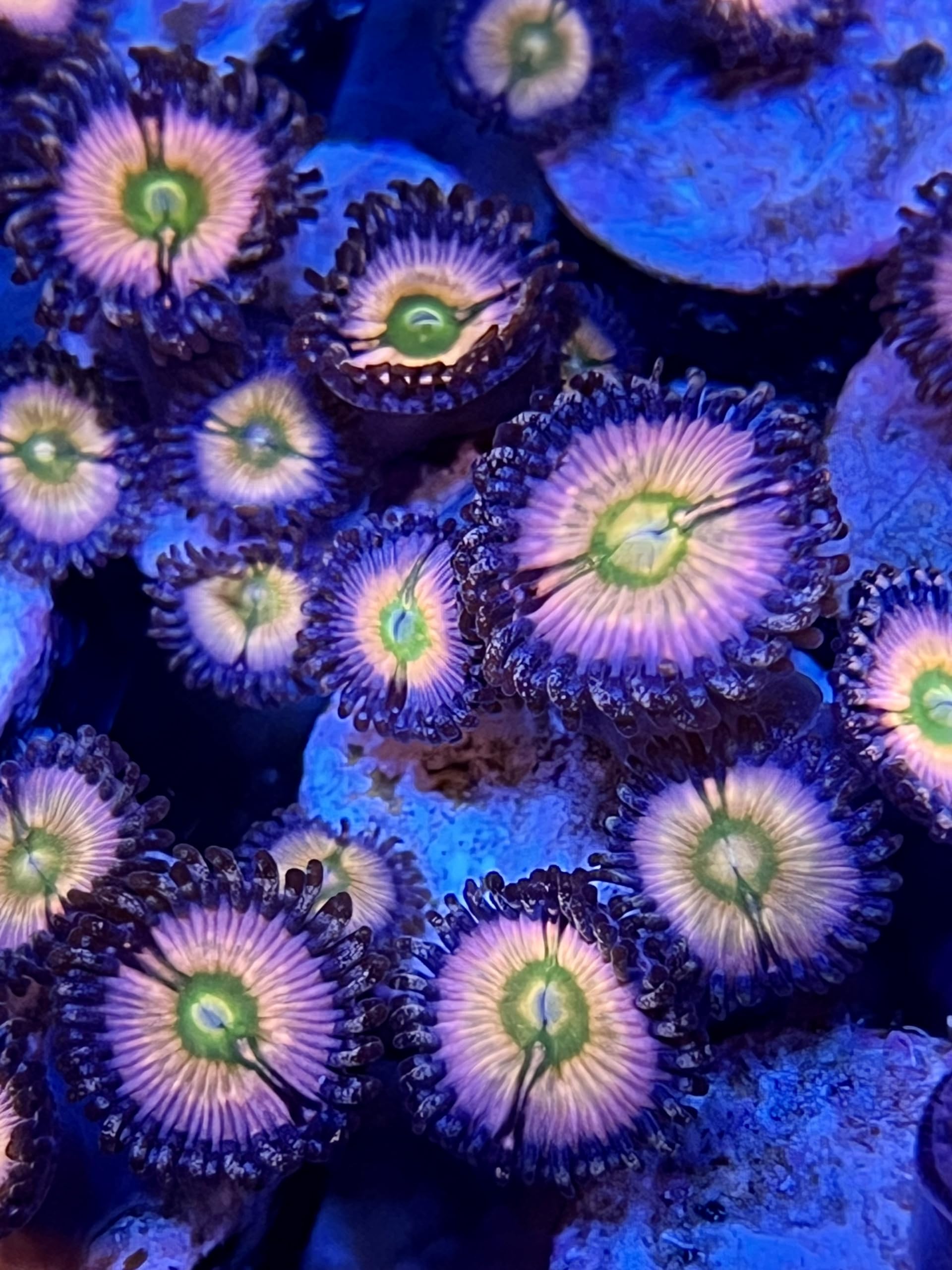 coralSLover Live Saltwater Coral Frag - Rainbow Infusion Zoanthids (2 Heads)