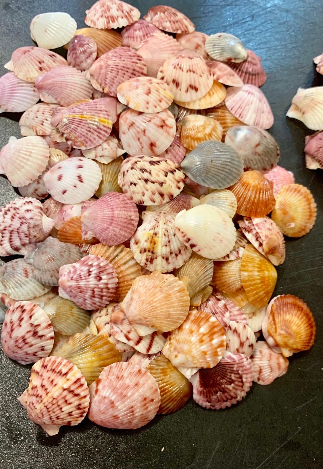 Set of 20 Natural Seashells, Natural Sea Shells, Shell Crafts Natural sea Shells Earrings & Art
