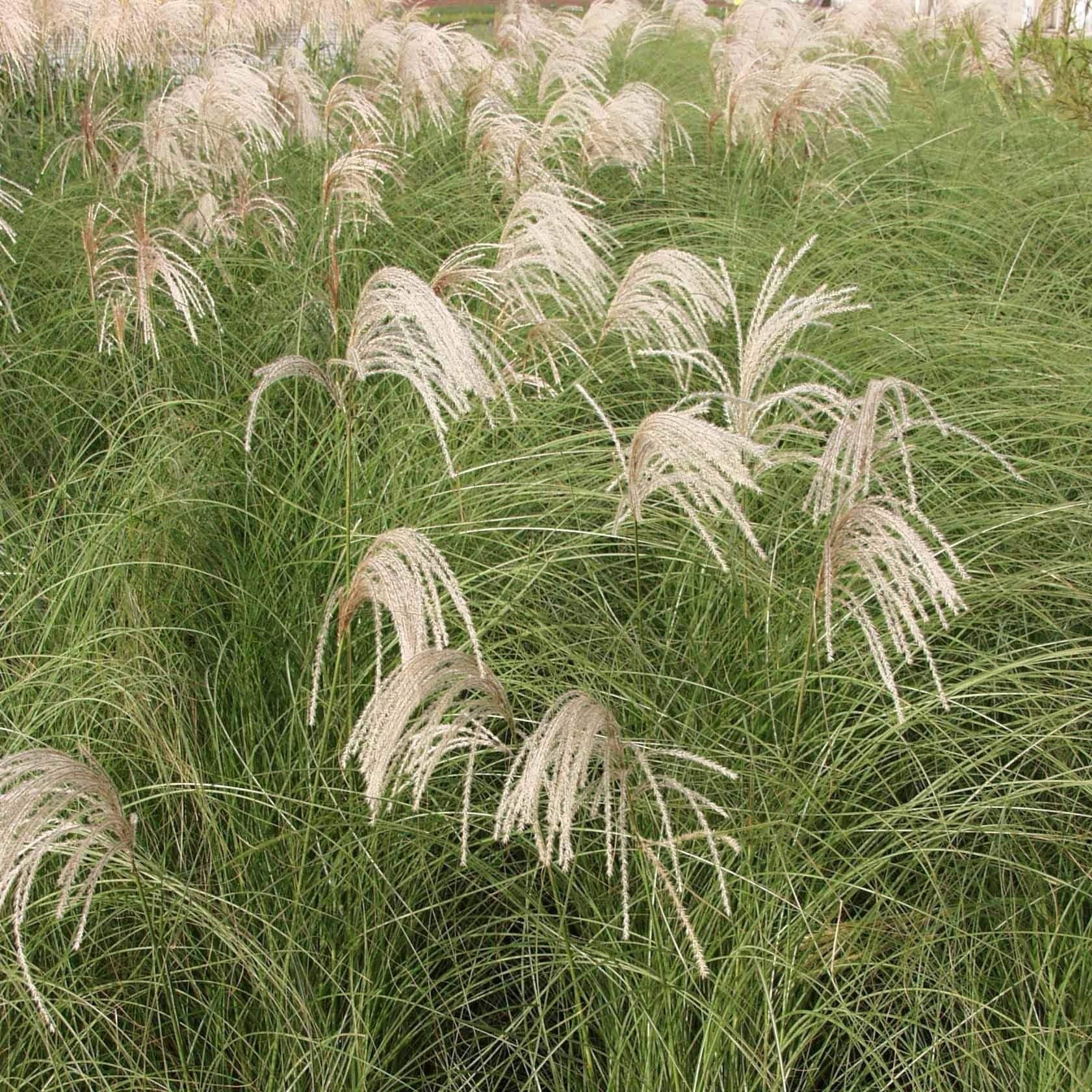 Plant Theory Gracillimus Chinese Silver Grass Miscanthus Sinensis Outdoor Ornamental Plant 2L Pot