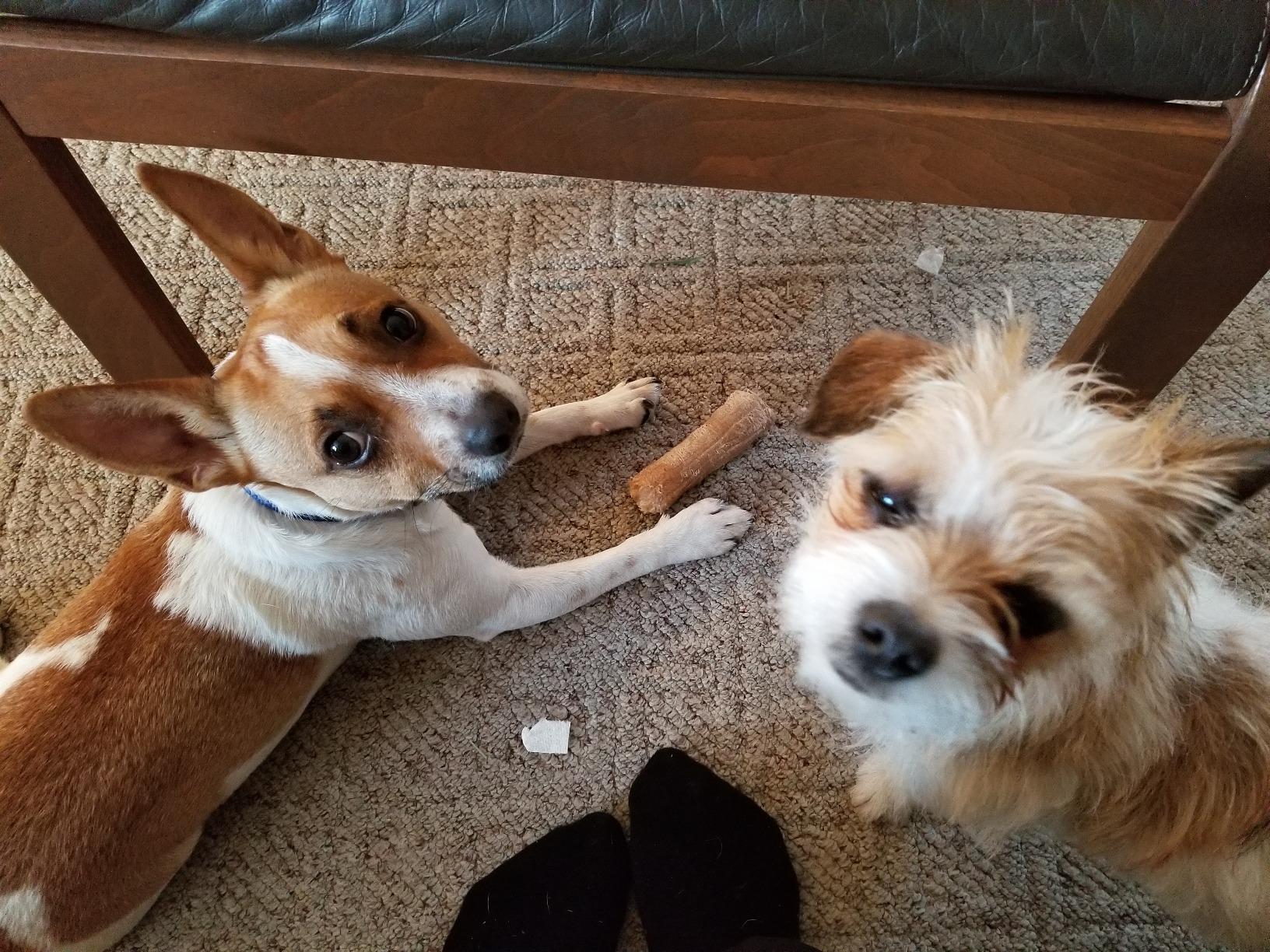 Excellent book, it is a must for all dog lovers!