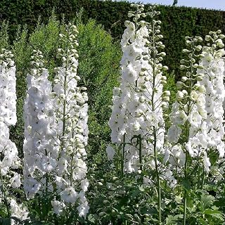 PREMIER SEEDS DIRECT - Delphinium - Pacific Giant - GALLAHAD - 110 Finest Seeds